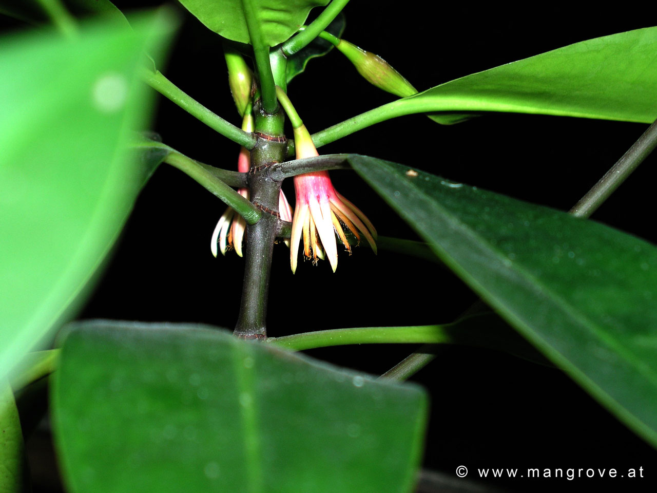 Bruguiera gymnorhiza